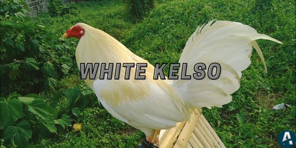 White Kelso Gamefowl
