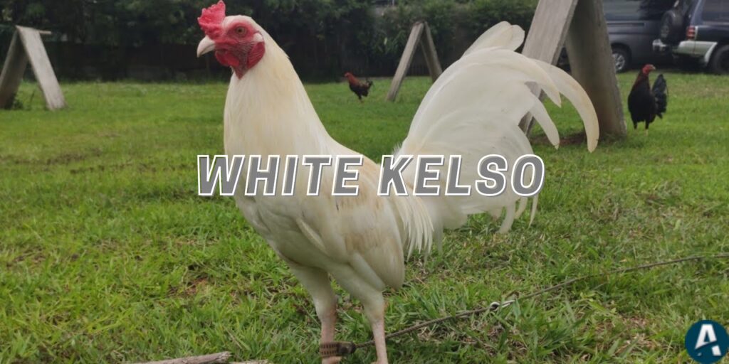 White Kelso Gamefowl